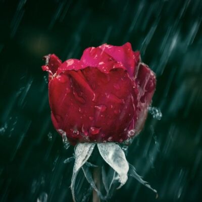 Michael Ortega Last Memory