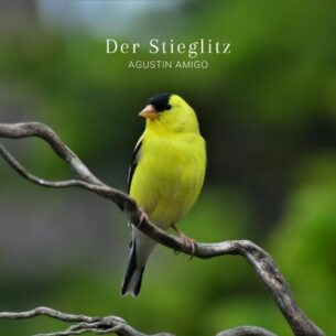 Der Stieglitz