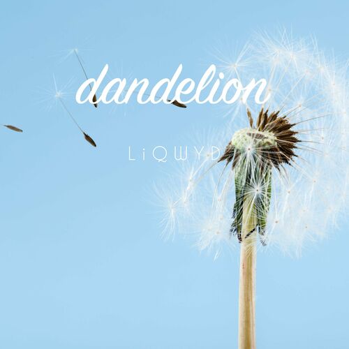 Dandelion LiQWYD