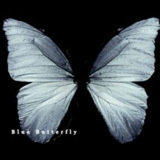 Blue Butterfly parjam parsi