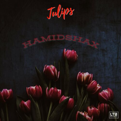 Tulips Hamidshax