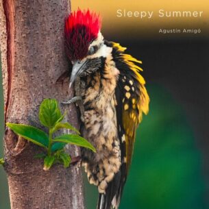 Sleepy Summer Agustin Amigo