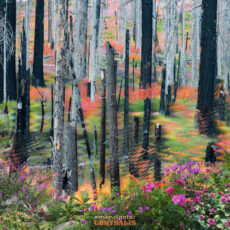 Chrysalis - Emancipator