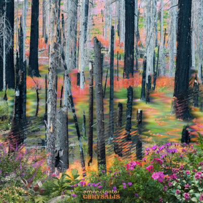 Chrysalis - Emancipator