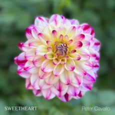 Sweetheart - Peter Cavallo
