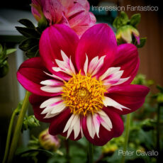 Impression Fantastico Peter Cavallo